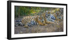 Bengal tigers, Bandhavgarh National Park, India-Art Wolfe-Framed Photographic Print