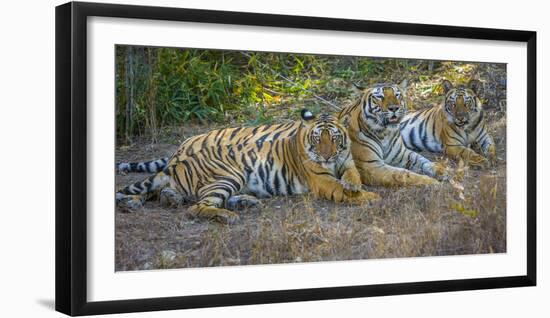 Bengal tigers, Bandhavgarh National Park, India-Art Wolfe-Framed Photographic Print