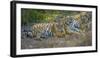 Bengal tigers, Bandhavgarh National Park, India-Art Wolfe-Framed Photographic Print