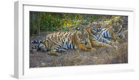 Bengal tigers, Bandhavgarh National Park, India-Art Wolfe-Framed Photographic Print