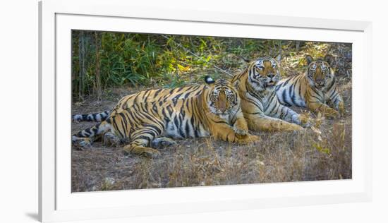 Bengal tigers, Bandhavgarh National Park, India-Art Wolfe-Framed Photographic Print