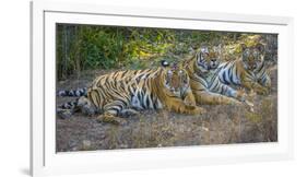 Bengal tigers, Bandhavgarh National Park, India-Art Wolfe-Framed Photographic Print