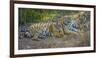 Bengal tigers, Bandhavgarh National Park, India-Art Wolfe-Framed Photographic Print