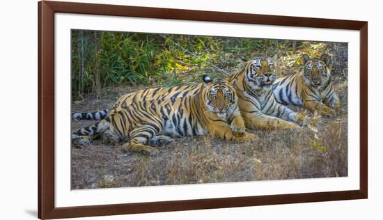 Bengal tigers, Bandhavgarh National Park, India-Art Wolfe-Framed Photographic Print