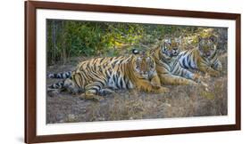 Bengal tigers, Bandhavgarh National Park, India-Art Wolfe-Framed Photographic Print