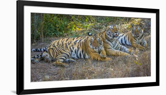 Bengal tigers, Bandhavgarh National Park, India-Art Wolfe-Framed Photographic Print