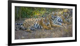 Bengal tigers, Bandhavgarh National Park, India-Art Wolfe-Framed Photographic Print