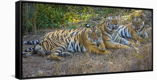 Bengal tigers, Bandhavgarh National Park, India-Art Wolfe-Framed Stretched Canvas