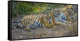 Bengal tigers, Bandhavgarh National Park, India-Art Wolfe-Framed Stretched Canvas