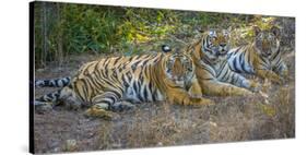 Bengal tigers, Bandhavgarh National Park, India-Art Wolfe-Stretched Canvas