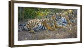 Bengal tigers, Bandhavgarh National Park, India-Art Wolfe-Framed Premium Photographic Print