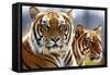 Bengal Tigers in a Zoo Enclosure-null-Framed Stretched Canvas