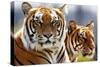 Bengal Tigers in a Zoo Enclosure-null-Stretched Canvas