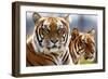 Bengal Tigers in a Zoo Enclosure-null-Framed Photo