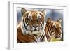 Bengal Tigers in a Zoo Enclosure-null-Framed Photo