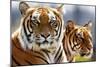 Bengal Tigers in a Zoo Enclosure-null-Mounted Photo