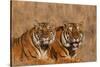 Bengal Tigers Lying in Field-DLILLC-Stretched Canvas