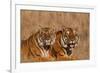 Bengal Tigers Lying in Field-DLILLC-Framed Photographic Print