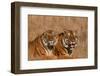 Bengal Tigers Lying in Field-DLILLC-Framed Photographic Print