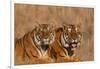 Bengal Tigers Lying in Field-DLILLC-Framed Photographic Print