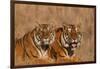 Bengal Tigers Lying in Field-DLILLC-Framed Photographic Print