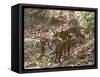 Bengal Tigers, Panthera Tigris Tigris, Bandhavgarh National Park, Madhya Pradesh, India-Thorsten Milse-Framed Stretched Canvas