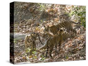 Bengal Tigers, Panthera Tigris Tigris, Bandhavgarh National Park, Madhya Pradesh, India-Thorsten Milse-Stretched Canvas