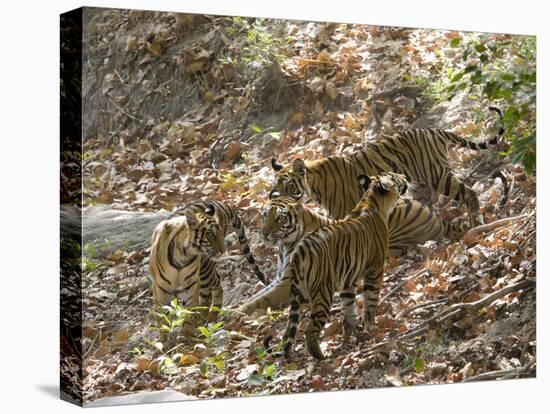 Bengal Tigers, Panthera Tigris Tigris, Bandhavgarh National Park, Madhya Pradesh, India-Thorsten Milse-Stretched Canvas