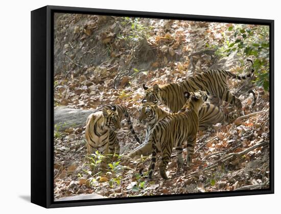 Bengal Tigers, Panthera Tigris Tigris, Bandhavgarh National Park, Madhya Pradesh, India-Thorsten Milse-Framed Stretched Canvas