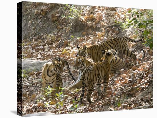 Bengal Tigers, Panthera Tigris Tigris, Bandhavgarh National Park, Madhya Pradesh, India-Thorsten Milse-Stretched Canvas