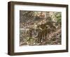 Bengal Tigers, Panthera Tigris Tigris, Bandhavgarh National Park, Madhya Pradesh, India-Thorsten Milse-Framed Photographic Print