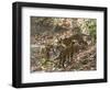 Bengal Tigers, Panthera Tigris Tigris, Bandhavgarh National Park, Madhya Pradesh, India-Thorsten Milse-Framed Photographic Print