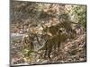 Bengal Tigers, Panthera Tigris Tigris, Bandhavgarh National Park, Madhya Pradesh, India-Thorsten Milse-Mounted Photographic Print