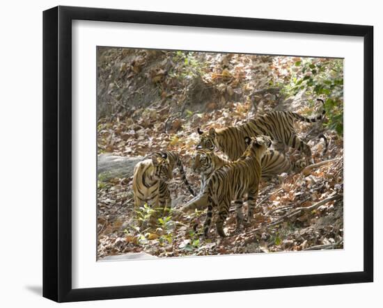 Bengal Tigers, Panthera Tigris Tigris, Bandhavgarh National Park, Madhya Pradesh, India-Thorsten Milse-Framed Photographic Print