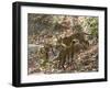 Bengal Tigers, Panthera Tigris Tigris, Bandhavgarh National Park, Madhya Pradesh, India-Thorsten Milse-Framed Photographic Print