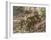 Bengal Tigers, Panthera Tigris Tigris, Bandhavgarh National Park, Madhya Pradesh, India-Thorsten Milse-Framed Photographic Print