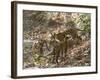 Bengal Tigers, Panthera Tigris Tigris, Bandhavgarh National Park, Madhya Pradesh, India-Thorsten Milse-Framed Photographic Print