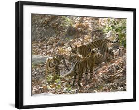Bengal Tigers, Panthera Tigris Tigris, Bandhavgarh National Park, Madhya Pradesh, India-Thorsten Milse-Framed Photographic Print