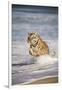 Bengal Tigers, Panthera Tigris-Stuart Westmorland-Framed Photographic Print