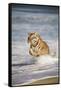 Bengal Tigers, Panthera Tigris-Stuart Westmorland-Framed Stretched Canvas