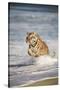 Bengal Tigers, Panthera Tigris-Stuart Westmorland-Stretched Canvas