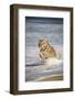 Bengal Tigers, Panthera Tigris-Stuart Westmorland-Framed Photographic Print