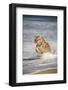 Bengal Tigers, Panthera Tigris-Stuart Westmorland-Framed Photographic Print