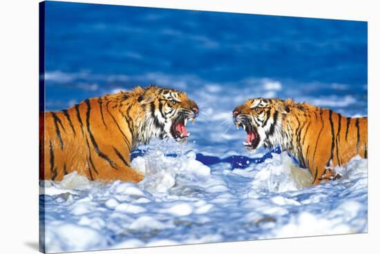 Bengal Tigers Roaring-null-Stretched Canvas