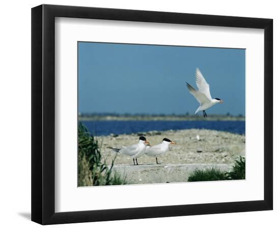 Premium Photographic Print, , large