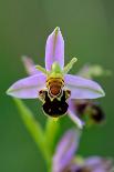 European columbine in flower, France-Benjamin Barthelemy-Photographic Print