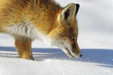 Close-Up of a Red Fox (Vulpes Vulpes) Resting-Benjamin Barthelemy-Photographic Print