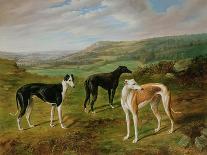 Greyhounds-Benjamin Cam Norton-Framed Stretched Canvas