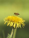 Bee lands on dandelion-Benjamin Engler-Photographic Print
