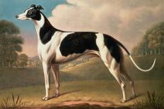 Greyhound, 1800-Benjamin Killingbeck-Giclee Print